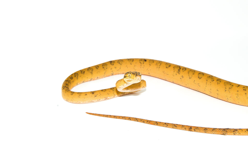 Amazon Tree Boa Yellow Color